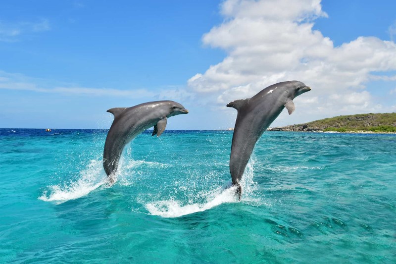 The Curaçao Sea Aquarium
