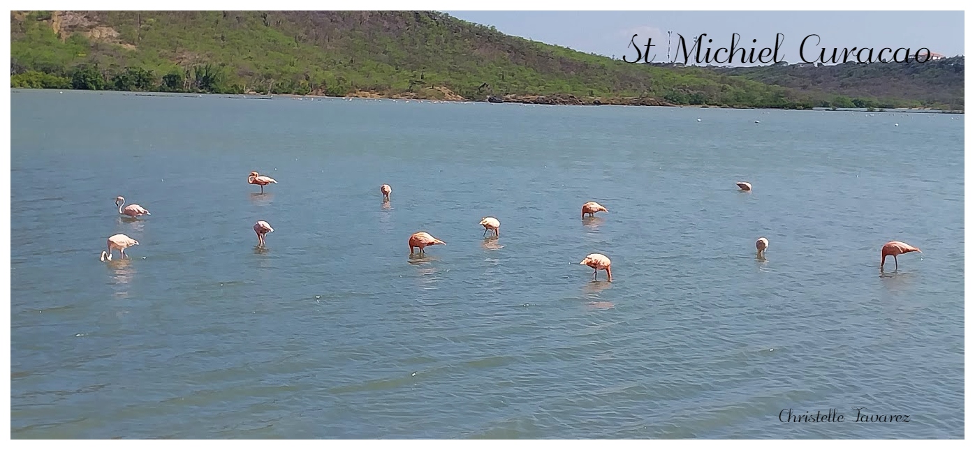 Where to spot Flamingoes in Curacao?